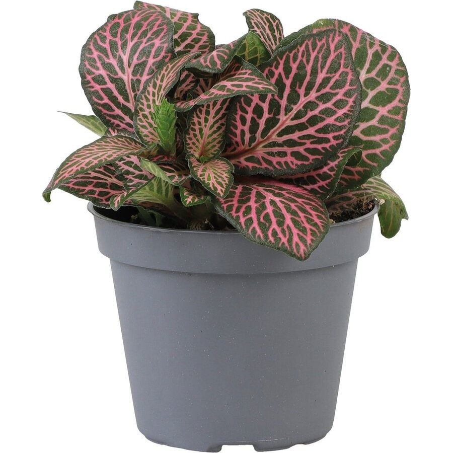 Fittonia verschaffeltii Mini Roze | compacte roze mozaïekplant | terrariumplant en kamerplant | 5,5 cm pot | 10 cm hoog