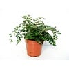 Pellaea rotundifolia | 8,5 cm pot | 20 cm hoog
