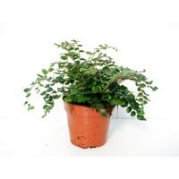 Pellaea rotundifolia knoopvaren | 8,5 cm pot | 20 cm hoog | terrarium en kamerplant