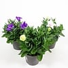 Platycodon grandiflorus gemengd | 20 cm hoog | 12 cm pot | per stuk