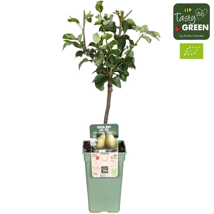 Pyrus communis 'Conference' perenboom op stam | 60 cm hoog | In 19 cm pot | Zelfbestuivende handpeer