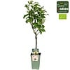 Pyrus communis 'Conference' | perenboom op stam | 60 cm hoog | 19 cm pot