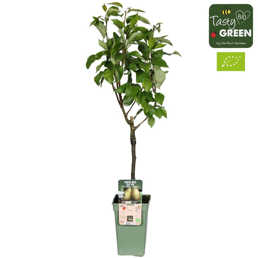 Pyrus communis 'Conference' perenboom op stam | 60 cm hoog | In 19 cm pot | Zelfbestuivende handpeer