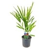 Trachycarpus fortunei | 55 cm hoog | 15 cm pot
