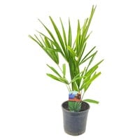 Trachycarpus fortunei | Chinese waaierpalm | 55 cm hoog | In 15 cm pot | Winterharde tuinpalm