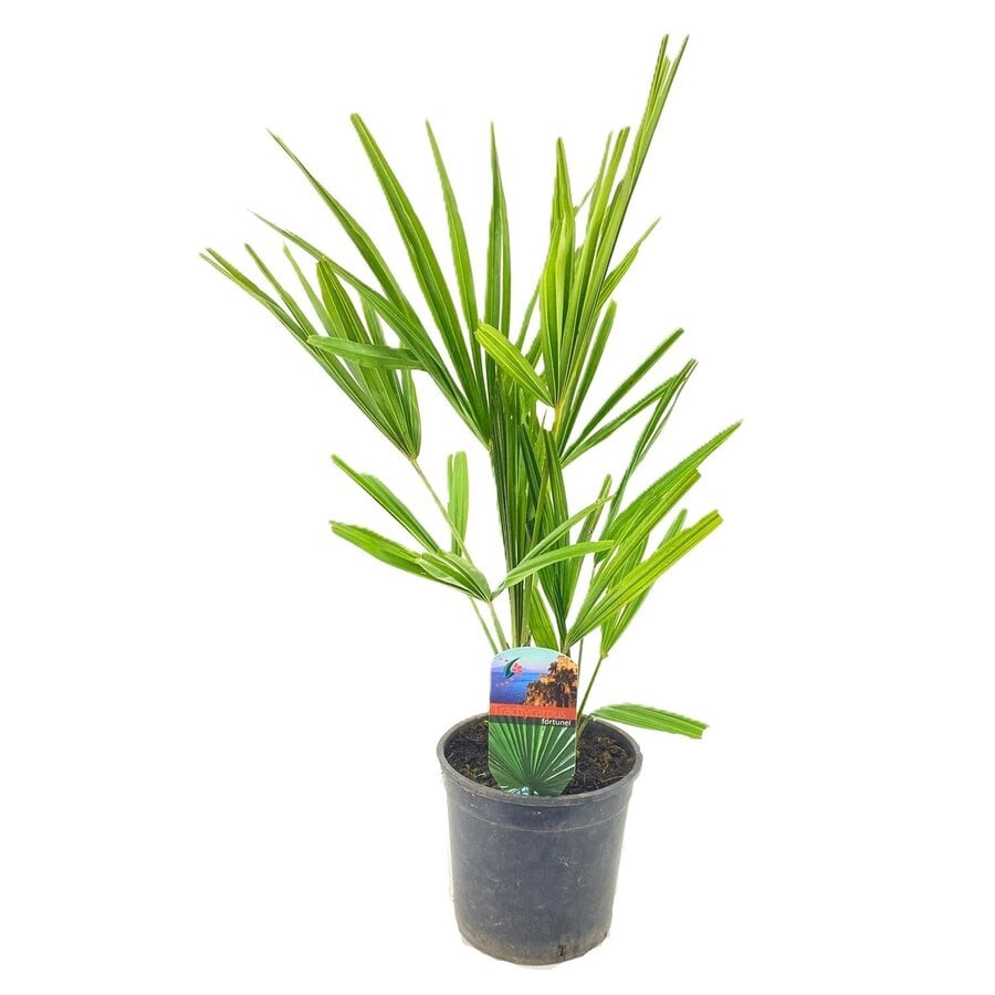 Trachycarpus fortunei | Chinese waaierpalm | 55 cm hoog | In 15 cm pot | Winterharde tuinpalm