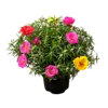 Portulaca | 15 cm hoog | 9 cm pot