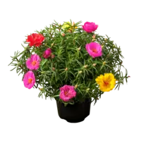 Portulaca | Zonnige zomerbloeier | 15 cm hoog | In 9 cm pot