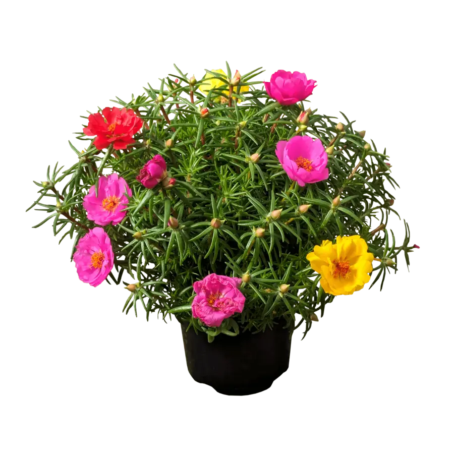 Portulaca | Zonnige zomerbloeier | 15 cm hoog | In 9 cm pot
