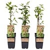 Mulberry Moerbei Morus alba Dolce Vita | 45 cm hoog | 15 cm pot