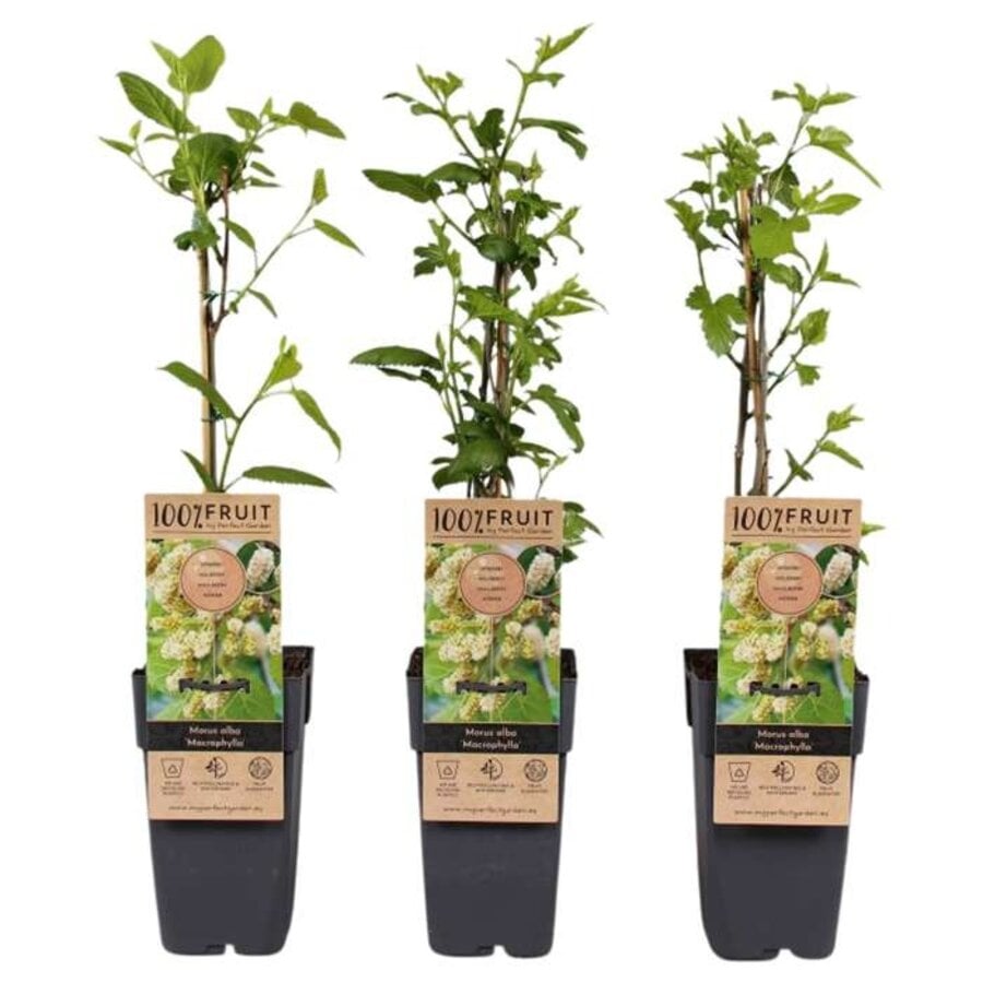 Mulberry Moerbei Morus alba Dolce Vita | Witte moerbei | 45 cm hoog | In 15 cm pot