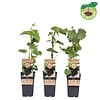 Rode buiten druif Vanessa | Vitis labrusca | 45 cm hoog | 15 cm pot