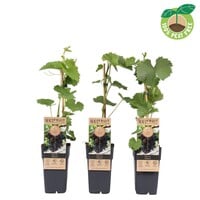 Rode buiten druif Vitis labrusca Vanessa | 45 cm hoog | In 15 cm pot | Pitloze rode tafeldruif