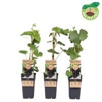 Rode buiten druif Vitis labrusca Vanessa | 45 cm hoog | In 15 cm pot | Pitloze rode tafeldruif