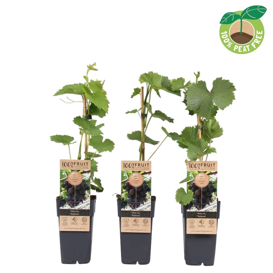 Rode buiten druif Vitis labrusca Vanessa | 45 cm hoog | In 15 cm pot | Pitloze rode tafeldruif