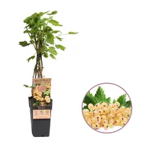 Witte Aalbes Ribes rubrum Witte Parel | 45 cm hoog | In 15 cm pot | Zelfbestuivende fruitstruik