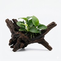 Anubias Nana Petite | Dwerg Speerblad | in 5 cm pot