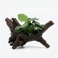Anubias Nana Thick Leaf | Dwerg Speerblad | in 5 cm pot