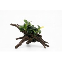 Anubias mini | Mini Speerblad | in 5 cm pot