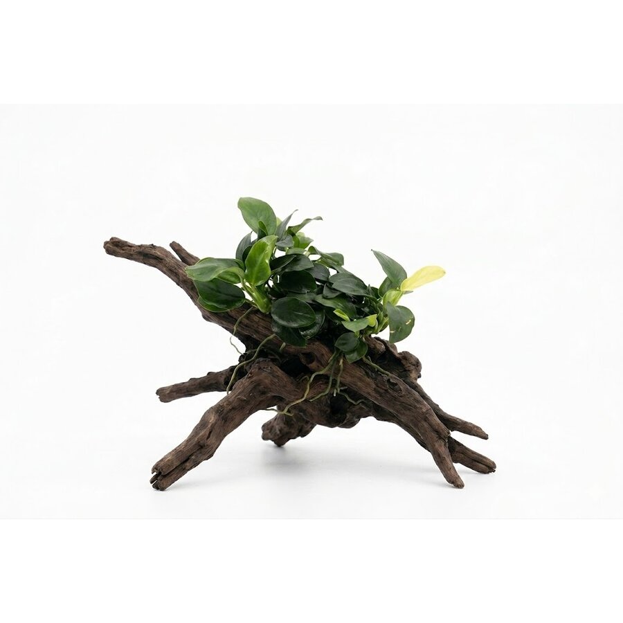 Anubias mini | Mini Speerblad | in 5 cm pot