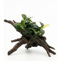 Anubias Nana | Dwergspeerblad | In 5 cm pot