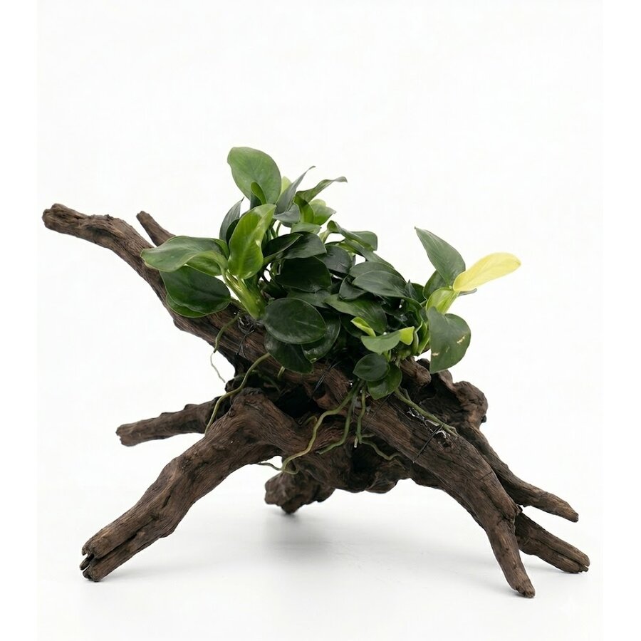 Anubias Nana | Dwergspeerblad | In 5 cm pot