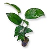 Anubias gilletii | In 5 cm pot