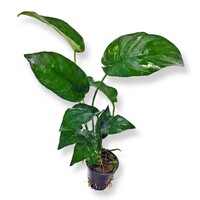 Anubias gilletii | In 5 cm pot