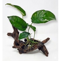 Anubias gilletii | In 5 cm pot