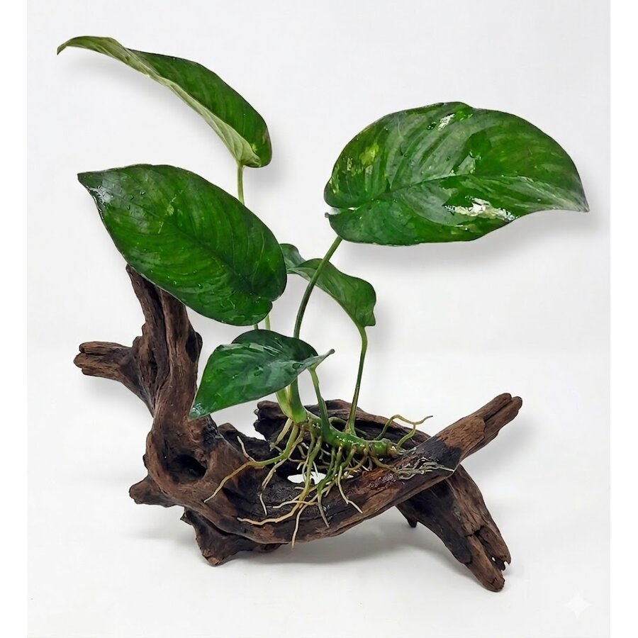Anubias gilletii | In 5 cm pot