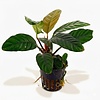 Anubias caffefolia | In 5cm pot