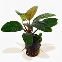 Anubias caffefolia | In 5cm pot