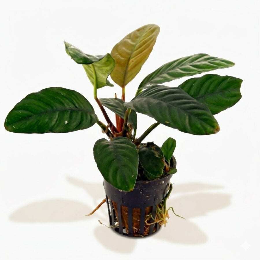 Anubias caffefolia | In 5cm pot