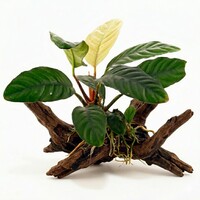 Anubias caffefolia | In 5cm pot