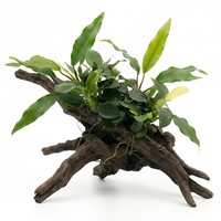 Anubias Barteri Glabra | Speerblad | In 5 cm pot