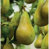 Pyrus Doyenné du Comice perenboom | 35 cm hoog | In 9 cm pot | Patioplant voor tuin en terras