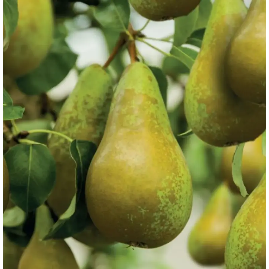 Pyrus Doyenné du Comice perenboom | 35 cm hoog | In 9 cm pot | Patioplant voor tuin en terras