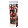 Malus Gala | Patio appelboom | 35 cm hoog | 9 cm pot