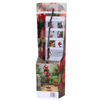 Malus Gala patio appelboom | 35 cm hoog | In 9 cm pot | Compacte fruitboom