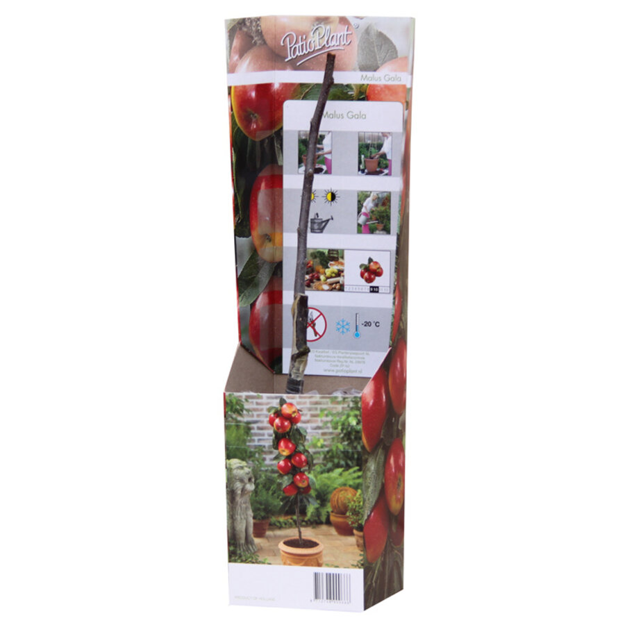 Malus Gala patio appelboom | 35 cm hoog | In 9 cm pot | Compacte fruitboom
