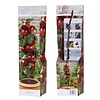 Malus Braeburn | Appelboom | 35 cm hoog | 9 cm pot