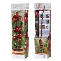 Malus domestica Braeburn | Appelboom | 35 cm hoog | In 9 cm pot | Compacte fruitboom