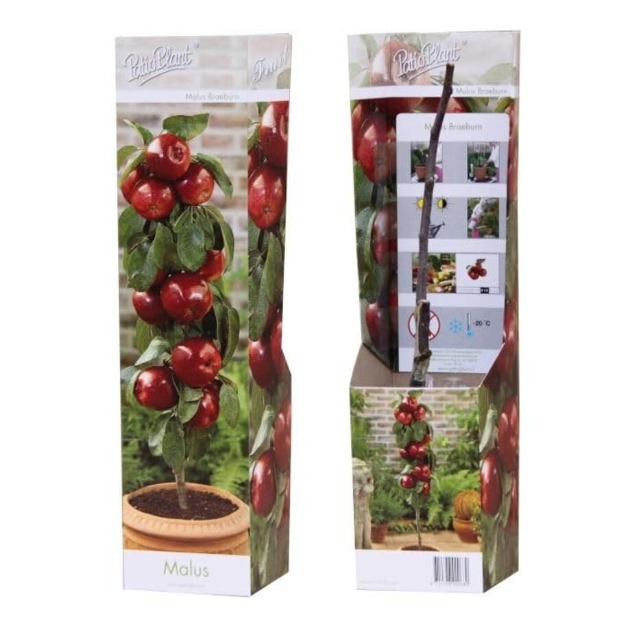 Malus domestica Braeburn | Appelboom | 35 cm hoog | In 9 cm pot | Compacte fruitboom