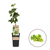 Vitis vinifera Bianca | Witte druif | 55 cm hoog | 15 cm pot