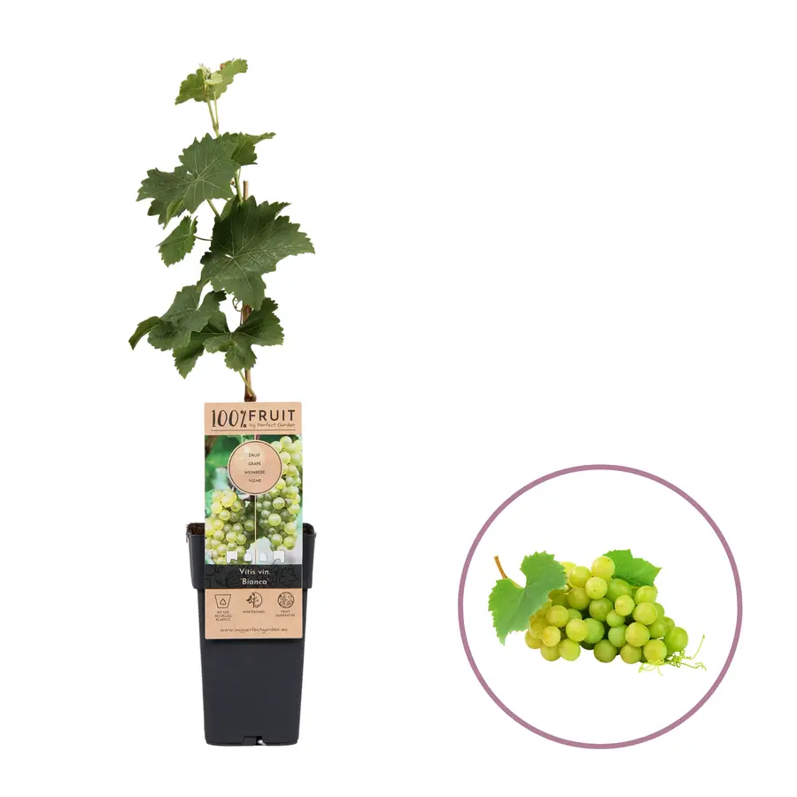 Vitis vinifera Bianca | Witte druif | 55 cm hoog | In 15 cm pot | Sterke buitendruif