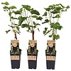 Vitis vinifera 'Venus' | Pitloze blauwe druif | 55 cm hoog | 15 cm pot