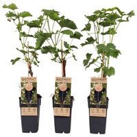 Vitis vinifera 'Venus' | Pitloze blauwe druivenplant | 55 cm hoog | In 15 cm pot | Zelfbestuivende klimplant