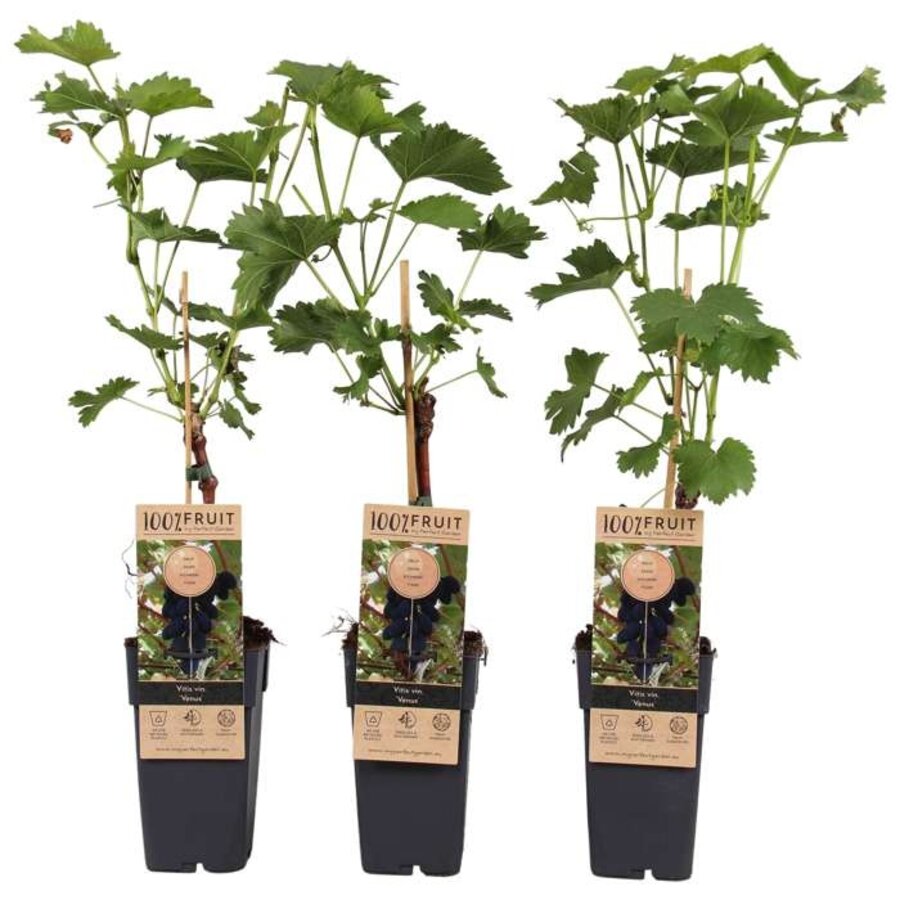 Vitis vinifera 'Venus' | Pitloze blauwe druivenplant | 55 cm hoog | In 15 cm pot | Zelfbestuivende klimplant