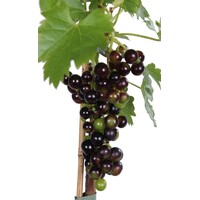 Vitis vinifera 'Venus' | Pitloze blauwe druivenplant | 55 cm hoog | In 15 cm pot | Zelfbestuivende klimplant