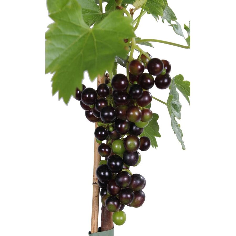 Vitis vinifera 'Venus' | Pitloze blauwe druivenplant | 55 cm hoog | In 15 cm pot | Zelfbestuivende klimplant